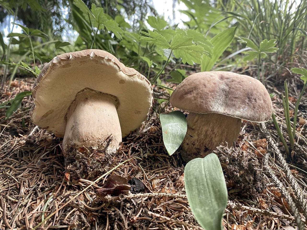 Funghi
